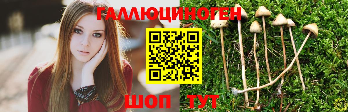 Лабинск  Псилоцибиновые грибы GOLDEN TEACHER  Вход с VPN  Псилоцибиновые грибы Psilocybe 